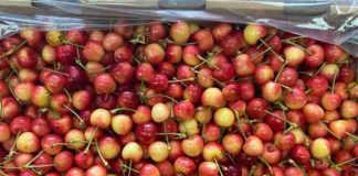 Arrancan huerto ilegal de cerezas Tip Top cv. en Longaví Arrancan huerto ilegal de cerezas Tip Top cv. en Longaví