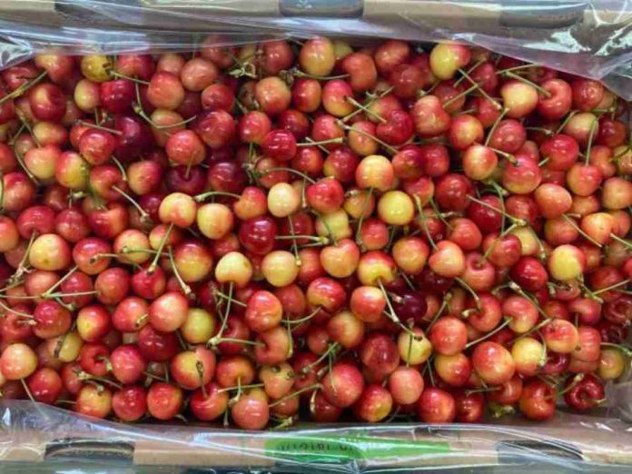 Arrancan huerto ilegal de cerezas Tip Top cv. en Longaví Arrancan huerto ilegal de cerezas Tip Top cv. en Longaví