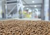 Avellana europea: ProChile destaca a Nefuen como un ejemplo de diversificación exportadora desde la Región de Los Lagos