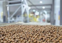 Avellana europea: ProChile destaca a Nefuen como un ejemplo de diversificación exportadora desde la Región de Los Lagos