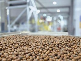 Avellana europea: ProChile destaca a Nefuen como un ejemplo de diversificación exportadora desde la Región de Los Lagos
