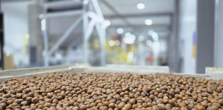 Avellana europea: ProChile destaca a Nefuen como un ejemplo de diversificación exportadora desde la Región de Los Lagos