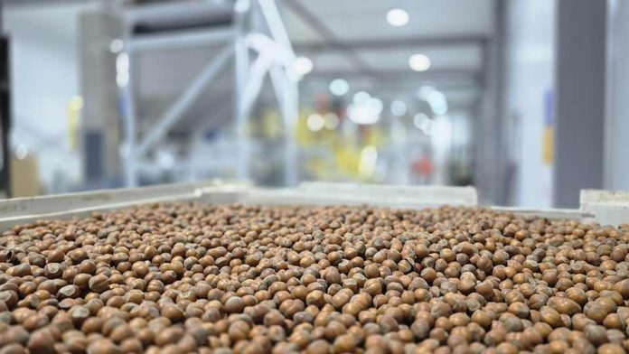 Avellana europea: ProChile destaca a Nefuen como un ejemplo de diversificación exportadora desde la Región de Los Lagos