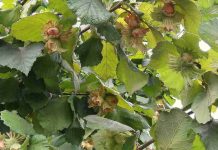 Avellano europeo en Chile: investigadores entregaron información clave para mejorar productividad Avellano europeo en Chile: investigadores entregaron información clave para mejorar productividad