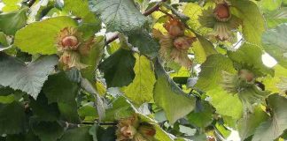 Avellano europeo en Chile: investigadores entregaron información clave para mejorar productividad Avellano europeo en Chile: investigadores entregaron información clave para mejorar productividad