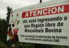 Aysén conmemora 15 años como región libre de brucelosis bovina