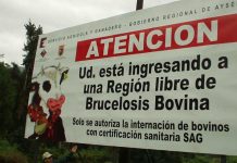 Aysén conmemora 15 años como región libre de brucelosis bovina
