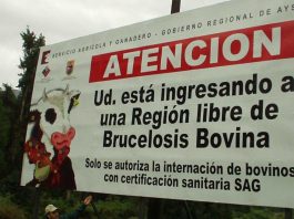 Aysén conmemora 15 años como región libre de brucelosis bovina Aysén conmemora 15 años como región libre de brucelosis bovina