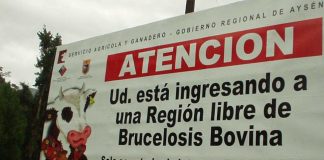 Aysén conmemora 15 años como región libre de brucelosis bovina