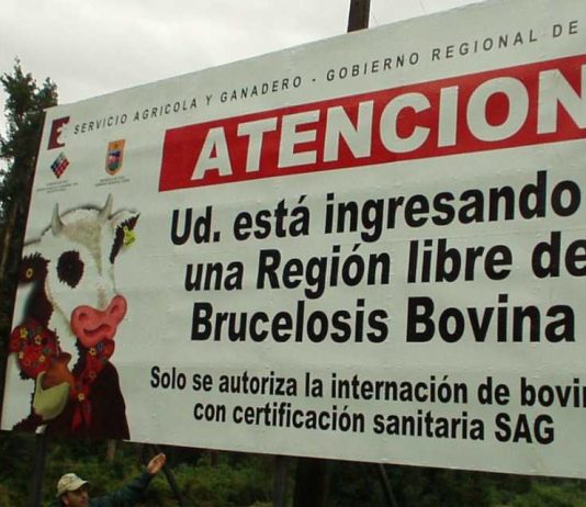 Aysén conmemora 15 años como región libre de brucelosis bovina