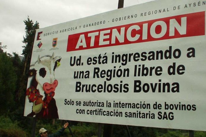 Aysén conmemora 15 años como región libre de brucelosis bovina