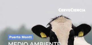 Bienestar animal y arqueología costera protagonizarán una nueva jornada de CerveCiencia en Puerto Montt Bienestar animal y arqueología costera protagonizarán una nueva jornada de CerveCiencia en Puerto Montt
