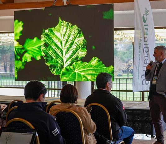 Biotecnología y genética: Las claves que definirán la próxima década del avellano europeo en Chile Biotecnología y genética: Las claves que definirán la próxima década del avellano europeo en Chile