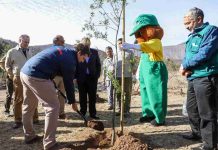 CONAF dona cien árboles nativos como aporte a la reforestación del Parque Natural San Carlos de Apoquindo CONAF dona cien árboles nativos como aporte a la reforestación del Parque Natural San Carlos de Apoquindo
