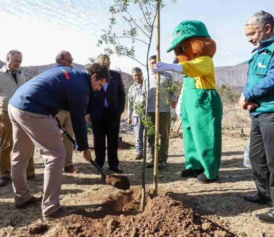 CONAF dona cien árboles nativos como aporte a la reforestación del Parque Natural San Carlos de Apoquindo CONAF dona cien árboles nativos como aporte a la reforestación del Parque Natural San Carlos de Apoquindo