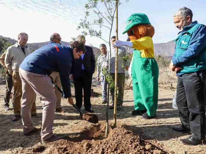 CONAF dona cien árboles nativos como aporte a la reforestación del Parque Natural San Carlos de Apoquindo CONAF dona cien árboles nativos como aporte a la reforestación del Parque Natural San Carlos de Apoquindo