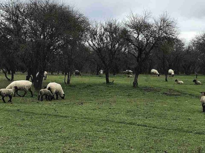 Chile concreta primer envío de lana ovina a India, uno de los mayores mercados textiles del mundoominicana llegan a España Chile concreta primer envío de lana ovina a India, uno de los mayores mercados textiles del mundo