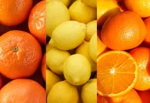 La actual temporada de exportación de cítricos chilenos se adentra en una etapa crucial de su desarrollo con perspectivas alentadoras, orientadas de forma primordial a satisfacer las altas exigencias del mercado de Estados Unidos. Este importante socio comercial concentra, actualmente, cerca del 80% de los envíos totales de la categoría, lo que sitúa al mercado norteamericano como clave para la temporada de cítricos chilenos. A la fecha las proyecciones para este ejercicio 2026 apuntan a que se exportará un volumen de 530.000 toneladas, una cifra que representa un incremento del 6% en comparación con lo registrado en el período anterior. En el desglose por especies del volumen estimado para 2026, se ratifica la solidez de la oferta exportadora nacional, donde las mandarinas se posicionan firmemente como la principal categoría con una estimación de 190.000 toneladas, seguidas por las naranjas con 134.000 toneladas, los limones con 131.000 toneladas y si bien al inicio de la temporada las clementinas se proyectaban en torno a las 75.000 toneladas, el desarrollo más lento de la campaña en la Región de Coquimbo podría conllevar a un ajuste de esta estimación. «La Región de Coquimbo, principal zona productiva de esta especie, presentó un atraso asociado a una transición poco marcada entre verano y otoño, la permanencia de días soleados y altas temperaturas retrasó el quiebre de color, afectando el inicio normal de las cosechas y contribuyendo al menor ritmo de exportaciones», indicó Monserrat Valenzuela, presidenta del Comité de Cítricos. En cuanto al escenario en el mercado estadounidense, la profesional, destacó que la temporada de cítricos chilenos se desarrolla en un escenario bastante dinámico, especialmente en el mercado de Estados Unidos, donde actualmente se observa una demanda activa y buenas oportunidades para la fruta que arribe con buena condición y calidad. Con Perú ya terminado con las clementinas e iniciando tarde la temporada de mandarinas, ya que, la fruta no ha tomado color, el mercado norteamericano se encuentra en estas fechas más ajustado de oferta. A lo anterior se suma la baja disponibilidad de mandarinas locales, abriéndose un espacio natural para las clementinas chilenas que arriben con buena condición. Distinta es la situación de las mandarinas, que de acuerdo a la región productiva podrían iniciar las cosechas una semana antes que la temporada anterior y estarían llegando a un mercado más “despejado”. Esta condición abre una ventana interesante para las mandarinas chilenas, siempre que los arribos mantengan una buena condición y respondan a los requerimientos del mercado, poniendo atención al inicio de la temporada de mandarinas de California que este año se iniciaría de forma más temprana. Frente a este panorama, la ingeniera agrónoma enfatizó que la recomendación del Comité es siempre evitar calibres con menor aceptación. Así , al igual que en temporadas, se refuerza la recomendación de ser muy cuidadosos en la selección de fruta para exportación, especialmente en lo relativo a calibres. En particular, para easy peelers se sugiere no enviar calibres 5 y 6, dado que no habría espacio comercial dentro del mercado actual. Monserrat Valenzuela, presidenta del Comité de Cítricos de Frutas de Chile Mercados Al analizar la realidad de cada especie, se observan dinámicas mixtas en las distintas zonas del país. En el caso de las naranjas, se anticipa que el producto nacional ingresará a territorio estadounidense en momentos donde todavía podría existir una presencia importante de Valencias de origen local. Por este motivo, “es importante monitorear los volúmenes de Valencia local, que podrían determinar el movimiento del mercado. Hay que resaltar que esta temporada la naranja chilena presenta una buena calidad, destacándose en general mejores niveles de sólidos solubles, en comparación con la temporada anterior, y manteniendo buen nivel de acidez», explicó la presidenta del Comité. Asimismo agregó que el mercado global de los limones exhibe una alta complejidad operativa, ya que, si bien, la demanda a nivel internacional permanece activa, los diferentes mercados del globo están recibiendo un volumen elevado de oferta desde múltiples orígenes. Estadísticas La temporada 2026 de clementinas acumula 33.814 toneladas exportadas a la semana 24, volumen 26% inferior al registrado en igual período de la temporada anterior. La baja amplitud térmica experimentada al inicio del otoño afectó el desarrollo del color de la fruta, retrasando el inicio de la cosecha y contribuyendo al menor ritmo de exportaciones. Estados Unidos continúa siendo el principal destino, absorbiendo el 97% del volumen exportado. Las variedades Clemenules y Orogrande representan cerca del 80% de la oferta. Los envíos de limones alcanzan cerca de 22 mil toneladas a la semana 24, un 108% más que en igual período de 2025. En este caso la fruta tomo buen color anticipadamente y no se han producido lluvias, que lleven a interrumpir las cosechas. Japón y Estados Unidos son los principales mercados de destino. Las exportaciones de naranjas suman 1.902 toneladas, cifra 63% inferior a la de la temporada pasada a igual fecha. O’Higgins concentra cerca de la mitad de los envíos y los principales destinos continúan siendo Latinoamérica y Estados Unidos. “La temporada chilena se enfrenta a un entorno desafiante y que exige mayor rigor pero con buenas oportunidades para la fruta de buena calidad y condición de arribo. La clave radicará en evitar el envío de calibres con baja aceptación en el mercado, priorizando las exportaciones de fruta de calidad, aprovechando las ventanas comerciales y la oportunidad de llegada», cerró Monserrat Valenzuela Redacción News Frutas de Chile