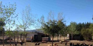 Columna de opinión | Experta UdeC destaca la red de interacciones ecológicas que mantendría la persistencia de la influenza aviar a nivel medioambiental