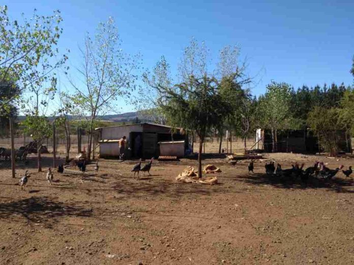 Columna de opinión Experta UdeC destaca la red de interacciones ecológicas que mantendría la persistencia de la influenza aviar a nivel medioambiental Columna de opinión | Experta UdeC destaca la red de interacciones ecológicas que mantendría la persistencia de la influenza aviar a nivel medioambiental