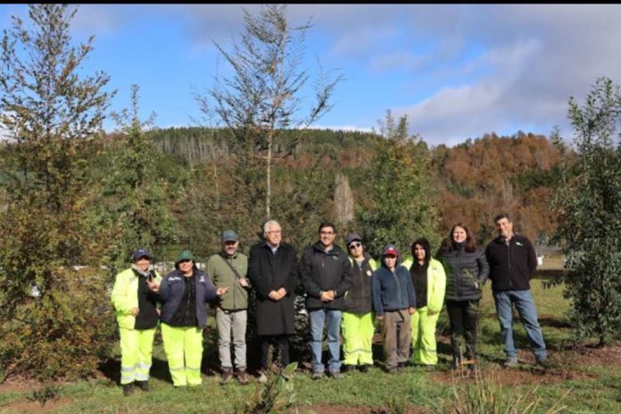 Creación y conservación de Parque Urbano en Malalhue, gracias a Programa de Emergencia de Empleo de CONAF