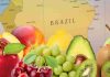 Crecen exportaciones de frutas frescas chilenas hacia el mercado latinoamericano esta temporada