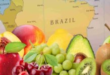 Crecen exportaciones de frutas frescas chilenas hacia el mercado latinoamericano esta temporada