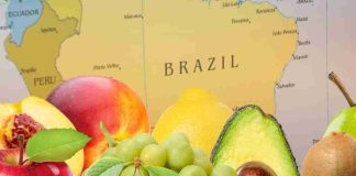 Crecen exportaciones de frutas frescas chilenas hacia el mercado latinoamericano esta temporada