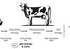 Crianza de vacas lecheras para reducir las emisiones de metano