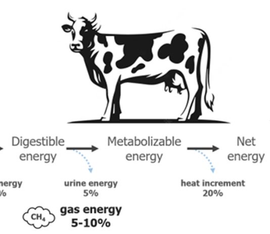 Reportaje | EE.UU | Simposio C-Lock: Crianza de vacas lecheras para reducir las emisiones de metano: La genética se muestra prometedora como solución escalable Crianza de vacas lecheras para reducir las emisiones de metano