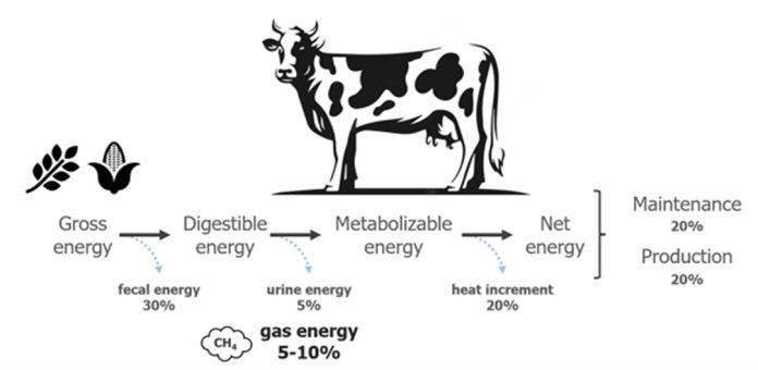 Crianza de vacas lecheras para reducir las emisiones de metano