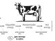 Crianza de vacas lecheras para reducir las emisiones de metano