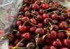 Crisis en el sector de cerezas: alertan por el clima, los costos y la pérdida de competitividad Crisis en el sector de cerezas: alertan por el clima, los costos y la pérdida de competitividad