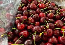 Crisis en el sector de cerezas: alertan por el clima, los costos y la pérdida de competitividad Crisis en el sector de cerezas: alertan por el clima, los costos y la pérdida de competitividad