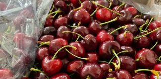 Crisis en el sector de cerezas: alertan por el clima, los costos y la pérdida de competitividad Crisis en el sector de cerezas: alertan por el clima, los costos y la pérdida de competitividad