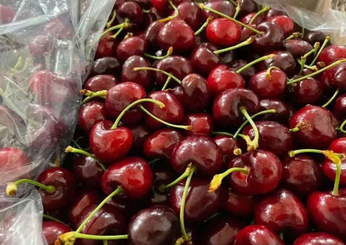 Crisis en el sector de cerezas: alertan por el clima, los costos y la pérdida de competitividad Crisis en el sector de cerezas: alertan por el clima, los costos y la pérdida de competitividad