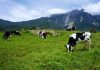 Crisis en el sector lechero: Más de 80 productores abandonan la actividad cada año en Chile Crisis en el sector lechero: Más de 80 productores abandonan la actividad cada año en Chile