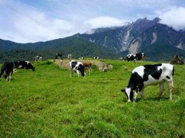 Crisis en el sector lechero: Más de 80 productores abandonan la actividad cada año en Chile Crisis en el sector lechero: Más de 80 productores abandonan la actividad cada año en Chile