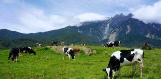 Crisis en el sector lechero: Más de 80 productores abandonan la actividad cada año en Chile