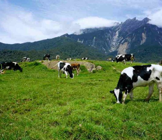 Crisis en el sector lechero: Más de 80 productores abandonan la actividad cada año en Chile Crisis en el sector lechero: Más de 80 productores abandonan la actividad cada año en Chile