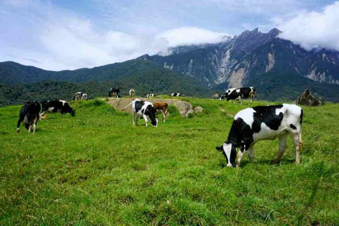 Crisis en el sector lechero Crisis en el sector lechero: Más de 80 productores abandonan la actividad cada año en Chile