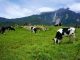 Crisis en el sector lechero: Más de 80 productores abandonan la actividad cada año en Chile