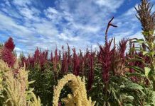 Del cultivo manual a la mecanización: proyecto apoyado por FIA busca transformar la producción de amaranto en el Maule