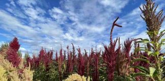 Del cultivo manual a la mecanización: proyecto apoyado por FIA busca transformar la producción de amaranto en el Maule Del cultivo manual a la mecanización: proyecto apoyado por FIA busca transformar la producción de amaranto en el Maule