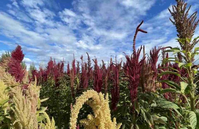 Del cultivo manual a la mecanización proyecto apoyado por FIA busca transformar la producción de amaranto en el Maule Del cultivo manual a la mecanización: proyecto apoyado por FIA busca transformar la producción de amaranto en el Maule