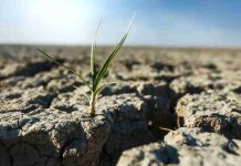 Desertificación y sequía: innovar para seguir produciendo Desertificación y sequía: innovar para seguir produciendo