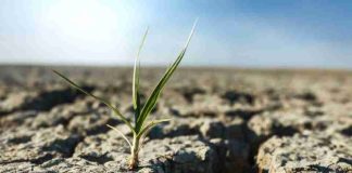 Desertificación y sequía: innovar para seguir produciendo Desertificación y sequía: innovar para seguir produciendo