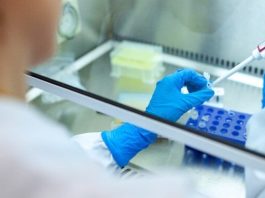 Ya rige en Europa la normativa que habilita los cultivos modificados por edición génica, aunque continúa el rechazo a los transgénicos