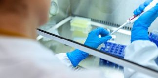 Ya rige en Europa la normativa que habilita los cultivos modificados por edición génica, aunque continúa el rechazo a los transgénicos