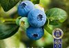 El Grupo AgroBerries amplía su cartera varietal de arándano premium con nuevos acuerdos de licencia con Mountain Blue Orchards